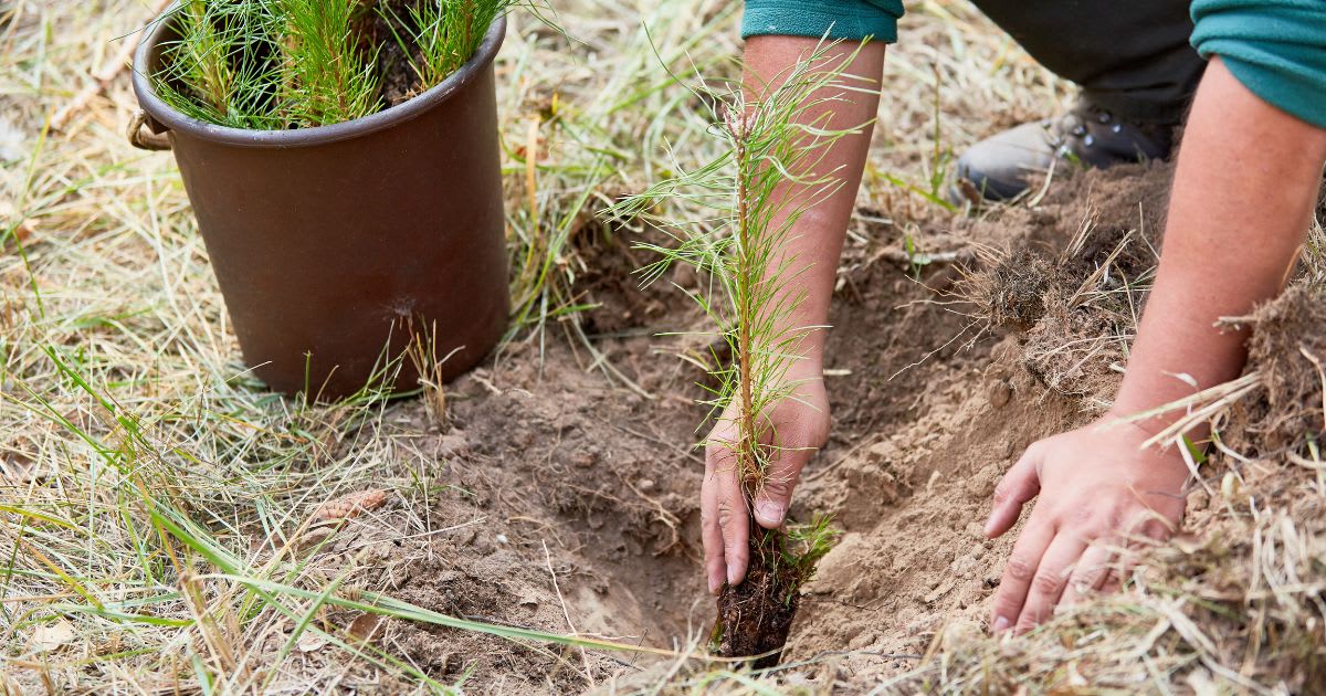 Responsible forestry